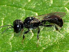Square-headed Wasp